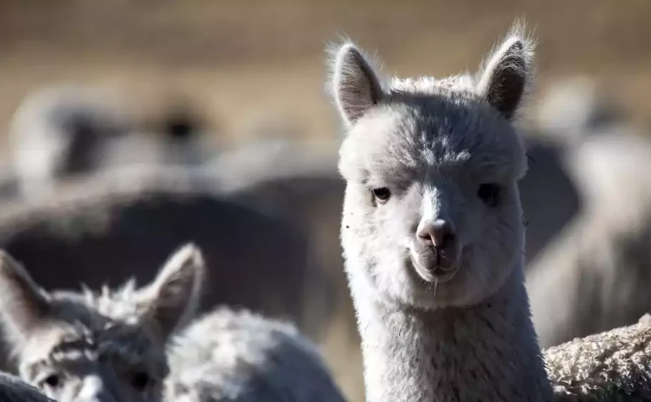 Baby Alpaca y la Tendencia del Lujo Sostenible que Transforma la Industria Textil