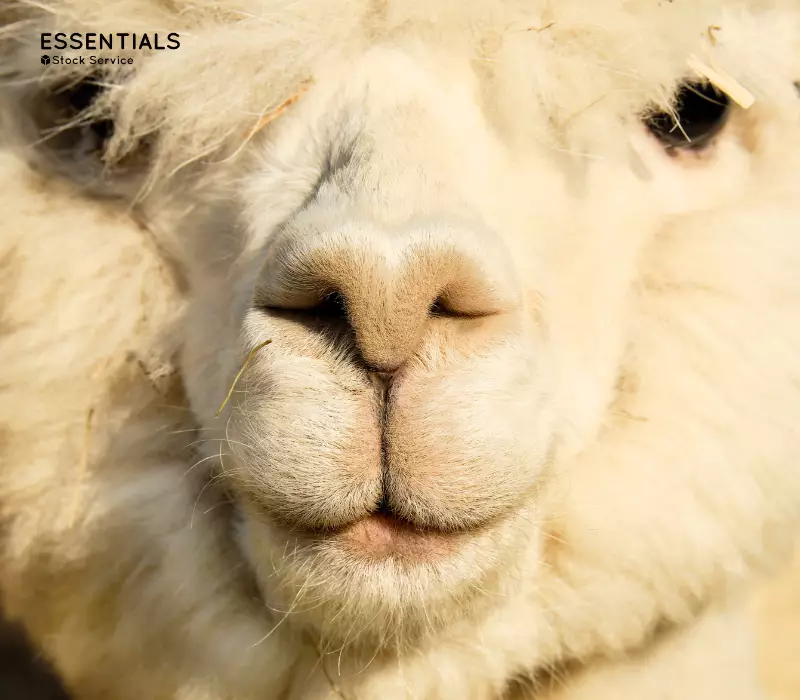 alpaca-superfine-legado-andes