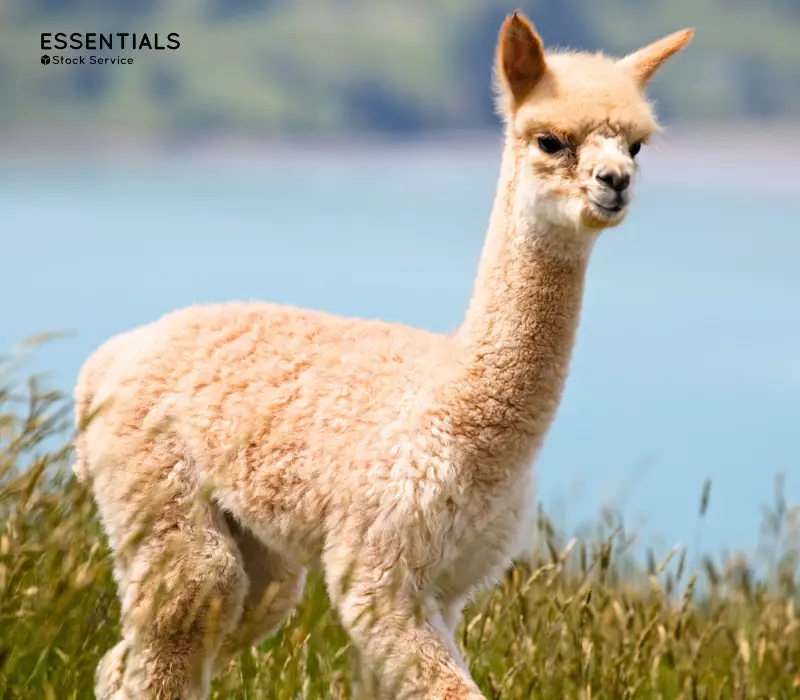 Royal Alpaca: La fibra premium de alpaca y sus ventajas en moda y diseño