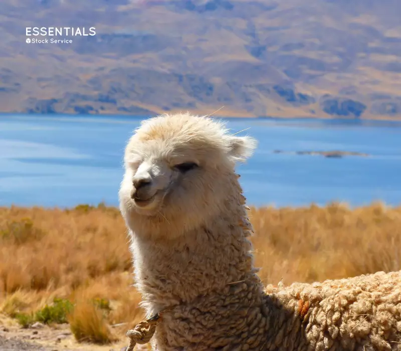 Alpaca: Peru's most exported fiber